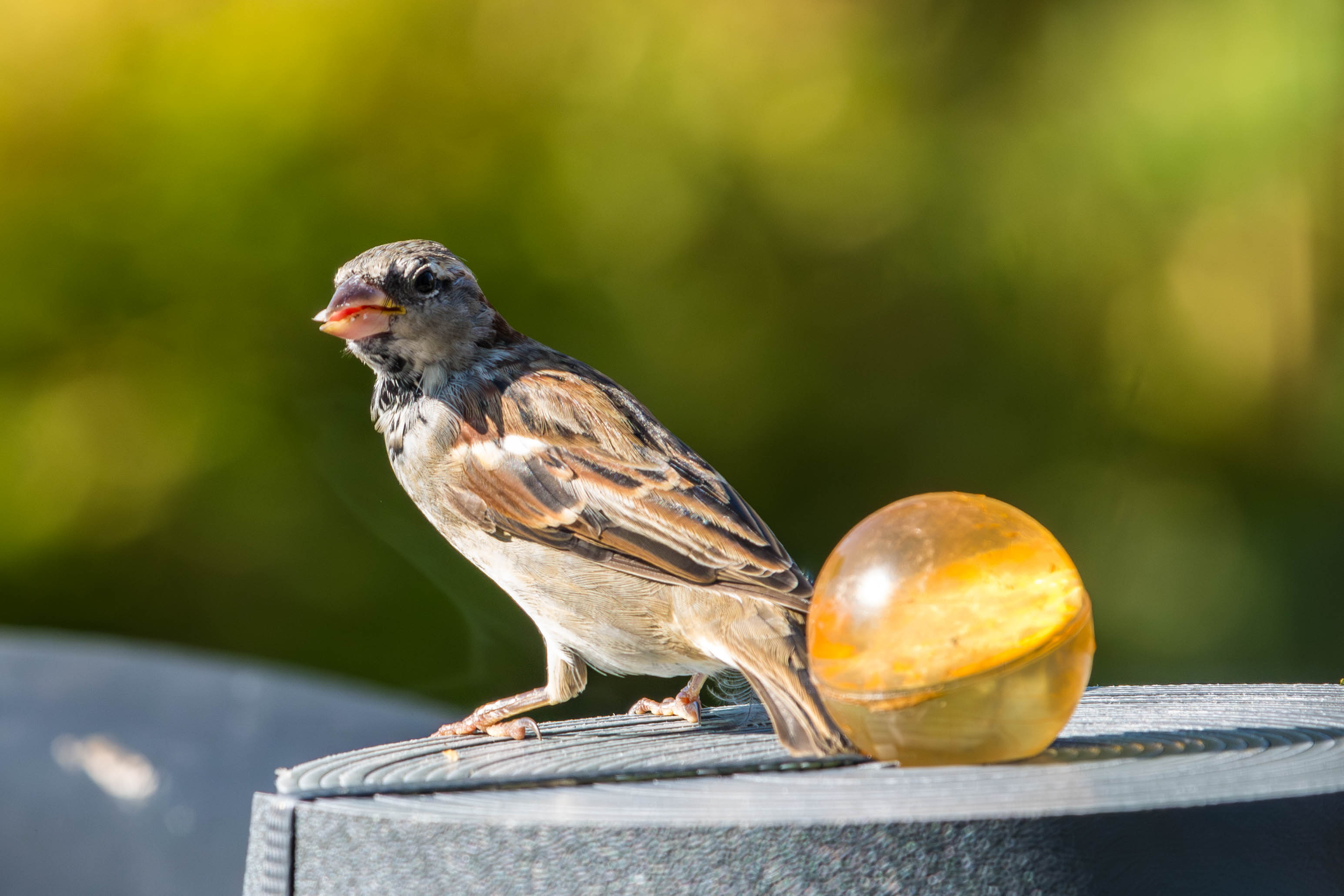 Moineau domestique-_MG_9117-Avec accentuation-Bruit.jpg